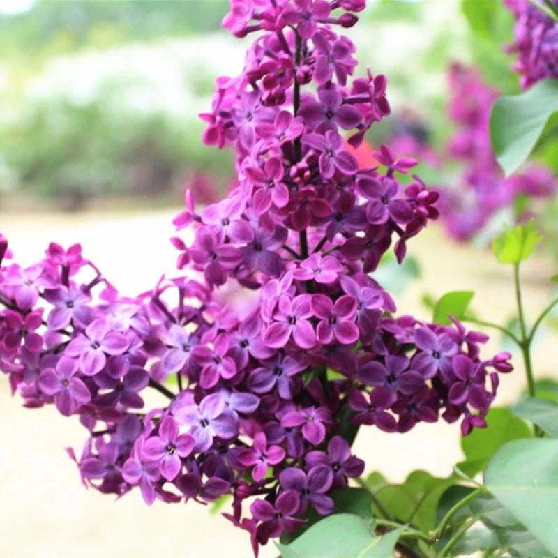 Early Broadleaf Lilac Syringa Oblata – Fragrant Purple Flower Seeds