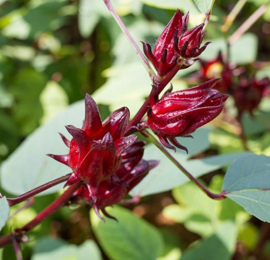 Roselle Hibiscus Sabdariffa Red Sorrel Herb Seeds