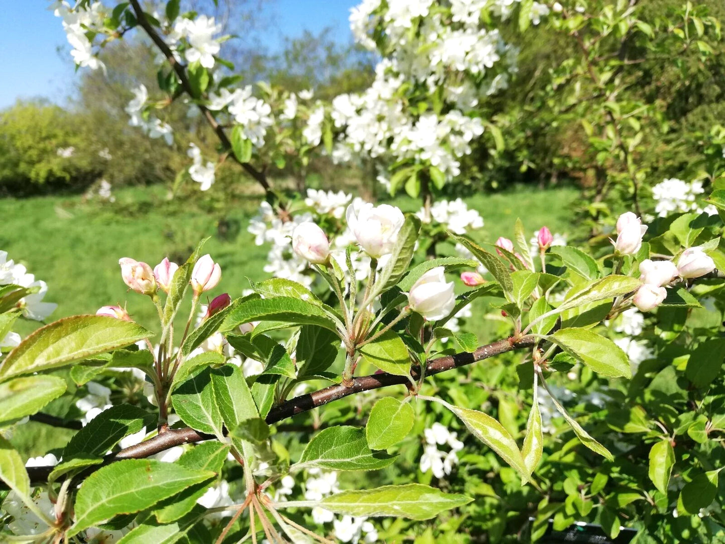 Siberian Crab Apple Malus Baccata – Hardy Fruit Tree Seeds