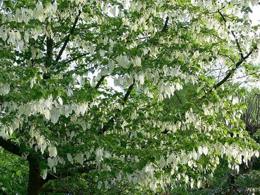 Davidia Involucrata – Hardy Dove Handkerchief Tree Seeds