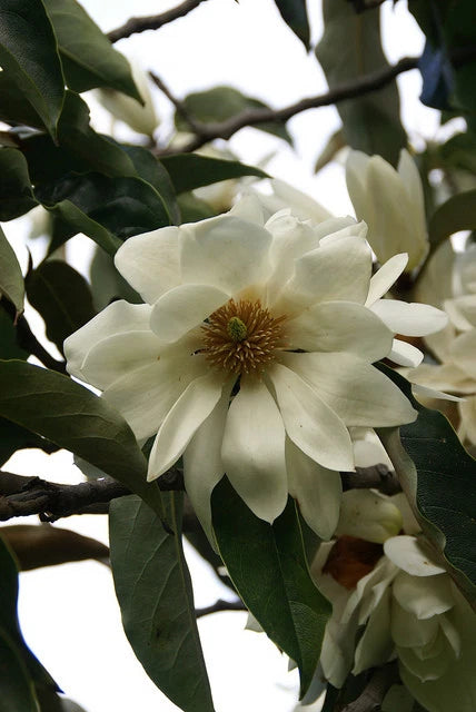 Michelia Excelsa Magnolia – Fragrant Flowering Tree Seeds