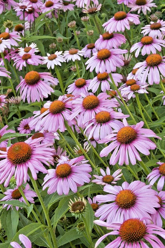 Magnus Purple Coneflower Echinacea Purpurea – Perennial Garden Flower Seeds