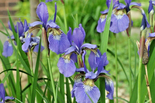 Japanese Roof Iris Iris Tectorum – Hardy Perennial Flower Seeds
