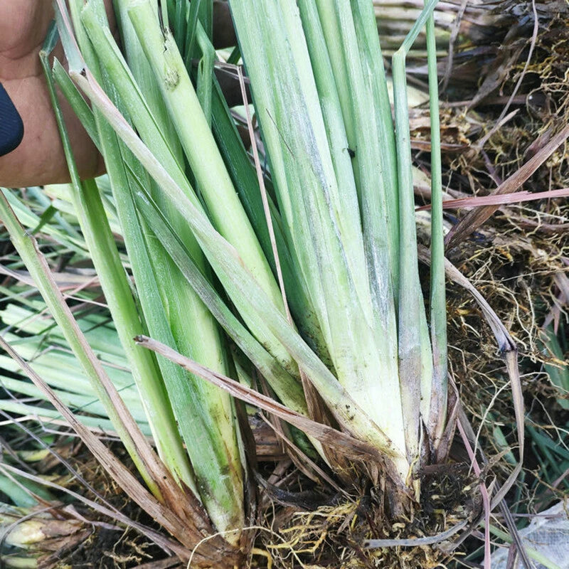 Lemongrass Cymbopogon Citratus – Culinary Herb Seeds