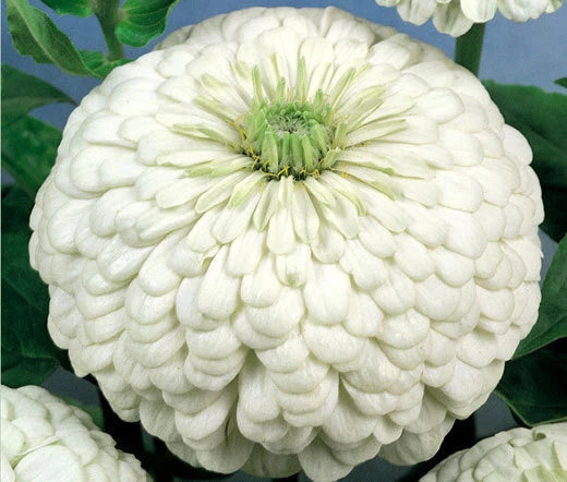 Zinnia Polar Bear Zinnia Elegans – Colorful Garden Flower Seeds