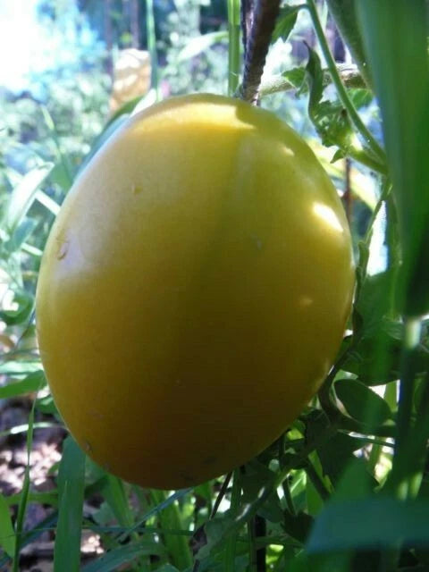 King of Siberia Tomato – Cold-Tolerant Heirloom Vegetable Seeds