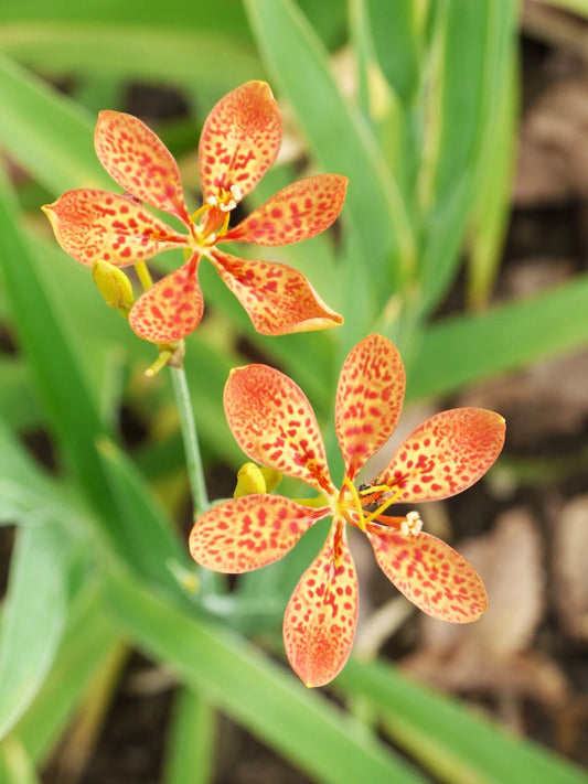 Blackberry Lily Belamcanda Chinensis – Fruit Seeds Hardy