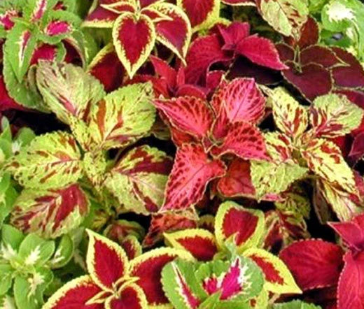 Coleus Rainbow Mix Solenostemon Scutellarioides – Colorful Garden Flower Seeds