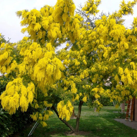 Acacia Dealbata – Fragrant Silver Wattle Tree Shrub Seeds