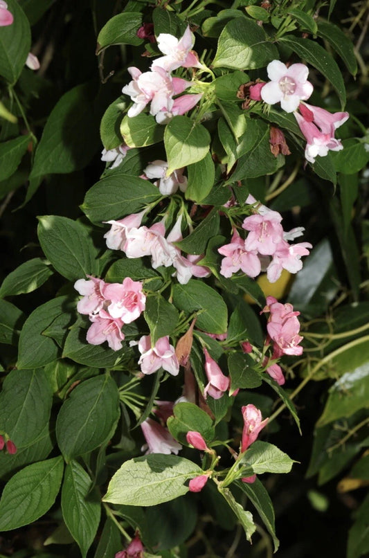 Old Fashioned Weigela – Colorful Flowering Bush Shrub Seeds