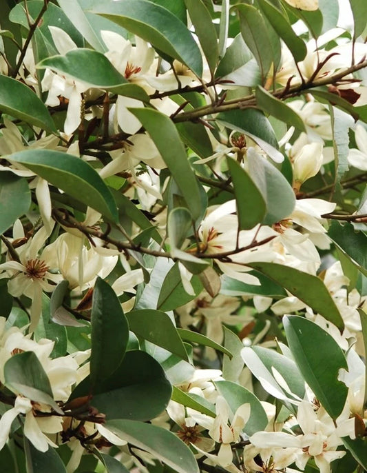 Michelia Macclurei Rare Magnolia Tree Seeds Fragrant Evergreen Tree – Fragrant, Hardy Flower Seeds