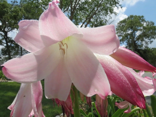 Crinum Lily Pat-a-cake Large Blooming-size Bulb New - Flower Seeds