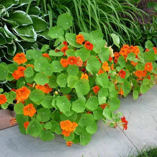 Mix Tropaeolum Majus – Mixed Flower Seeds