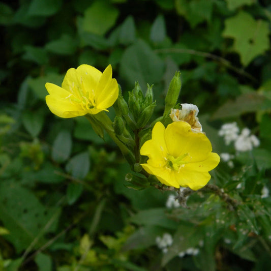 Yellow Evening Primrose Oenothera – Hardy Wildflower Garden Seeds