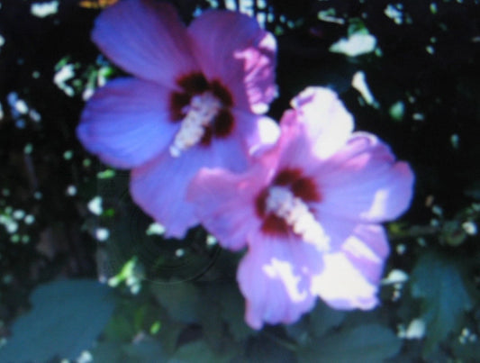 Rose Of Sharon – Garden Flower Seeds