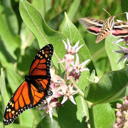 Asclepias Speciosa Showy Milkweed Wildflower Seeds