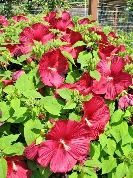 Luna Red Swamp Mallow Hibiscus Moscheutos – Perennial Flower Seeds