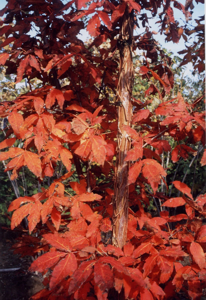Three Flower Maple Acer Trifolium – Ornamental Tree Seeds