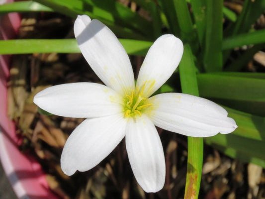 Rain Lily Zephyranthes Cookie Cutter – Moon Flower Bulb Seeds