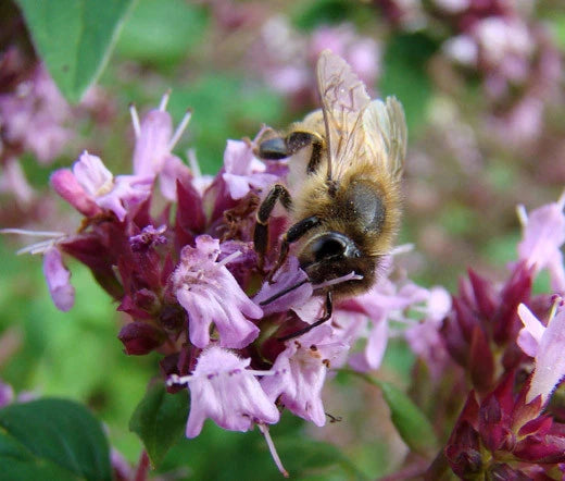 Creeping Thyme Thymus Serpyllum – Groundcover Herb Seeds
