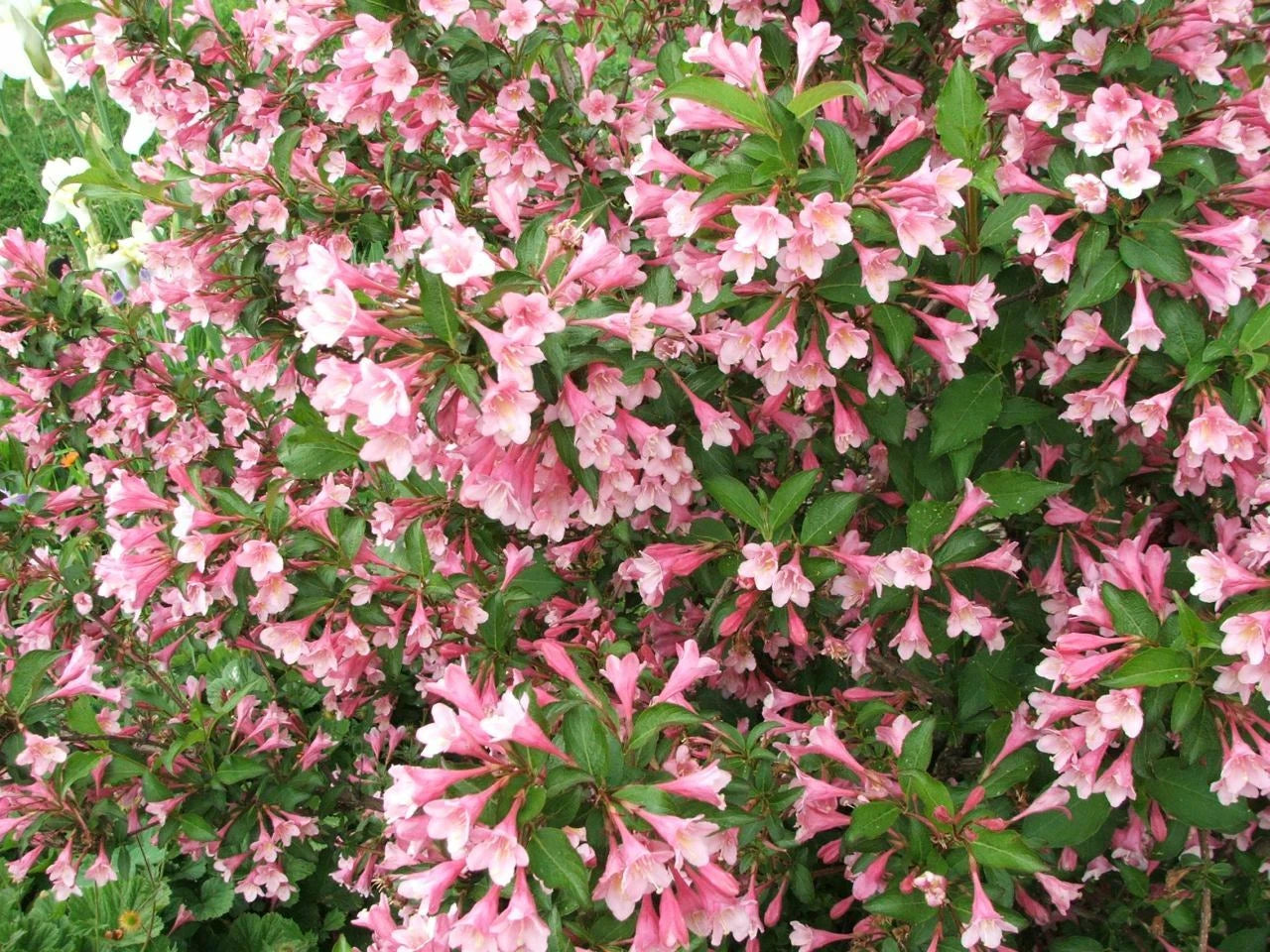 Weigela Florida – Hummingbird Attracting Shrub Seeds