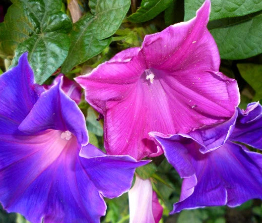 Morning Glory Japanese Kikyo Zaki Ipomoea Nil – Climbing Garden Flower Seeds