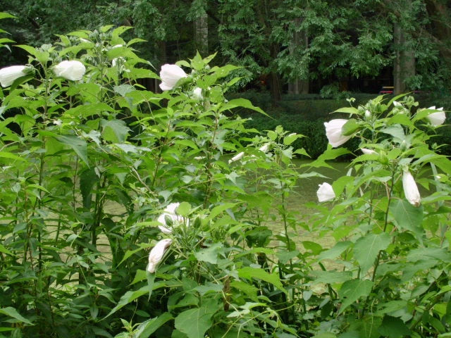 White Swamp Rose Mallow – All White Wild Hibiscus Flower Seeds