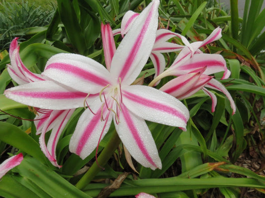Crinum Lily Marisco Jumbo Blooming-size Bulb New - Flower Seeds