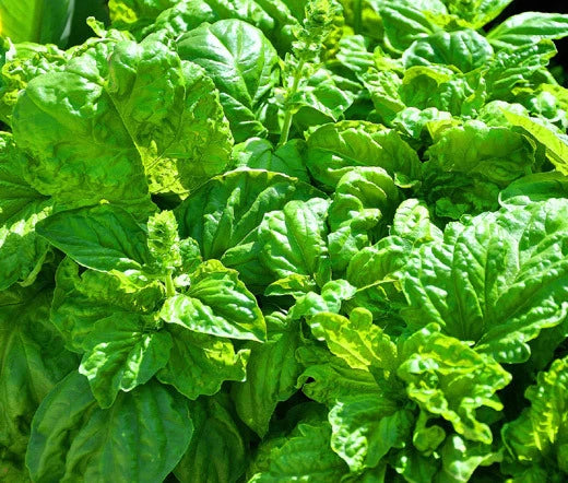 Basil Lettuce Leaf Ocimum Basilicum – Herb Garden Seeds
