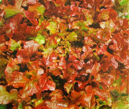 Lettuce Red Sails Lactuca Sativa – Looseleaf Vegetable Seeds