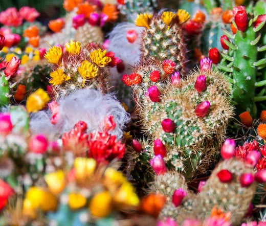 Cactus Mix – Succulent Garden Plant Seeds