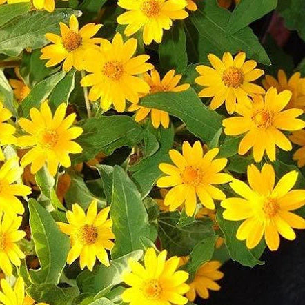 Melampodium Melampodium Divaricatum – Butter Daisy Garden Flower Seeds