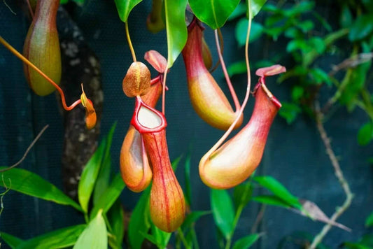Lowland Nepenthes Ornamental Pitcher Plant Seeds