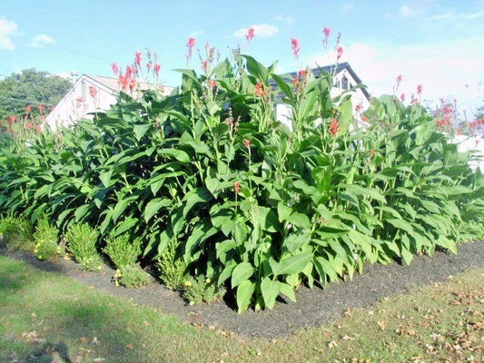 Red Flowered Green Leaved Canna – Perennial Flower Seeds