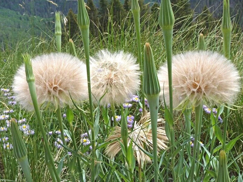 Yellow Goatsbeard Tragopogon – Colorful Perennial Flower Seeds