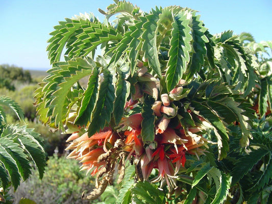 Melianthus Comosus Bush Tufted Honey Flower Shrub – Flower Seeds