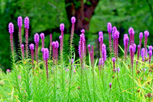 Purple Blazing Star Liatris Spicata – Perennial Flower Seeds
