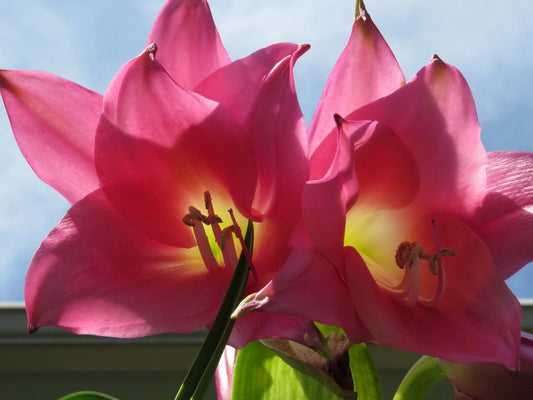 Crinum Lily Charisma – Garden Flower Seeds