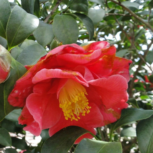 Camellia Chekiangoleosa – Flowering Shrub Garden Seeds