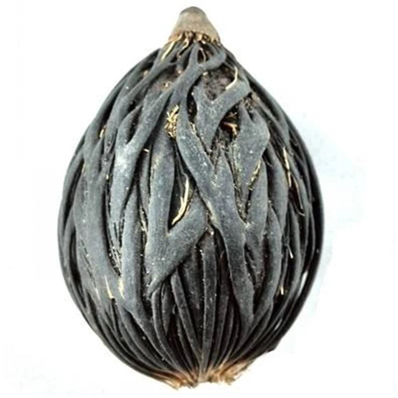 Foxtail Palm Wodyetia Bifurcata β Ornamental Tropical Tree Seeds