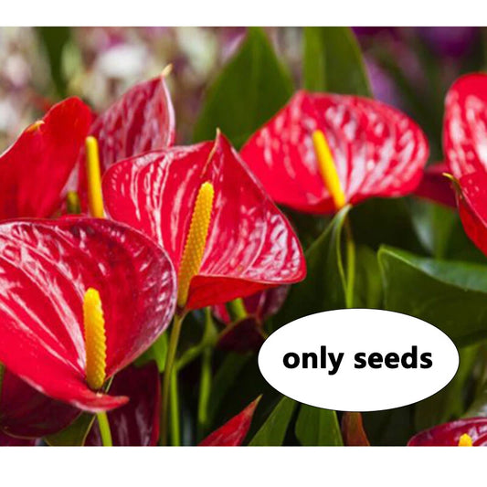 Red Color Anthurium – Colorful Flower Seeds