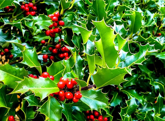English Holly – Flower Seeds