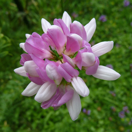 Coronilla Varia – Crown Vetch Hardy Garden Vine Seeds