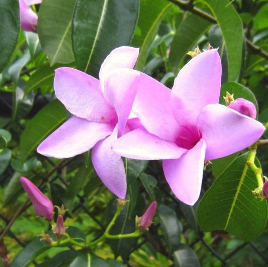 Cryptostegia Grandiflora Flowering Rubber Vine Shrub Seeds
