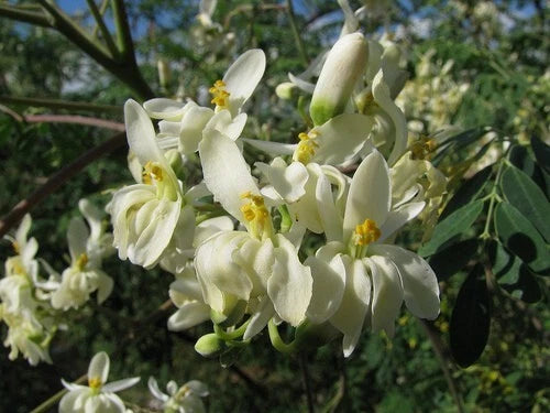 Moringa Oleifera Pterygosperma Horseradish Oil Edible Ornamental Tree Seeds – Hardy Flower Seeds