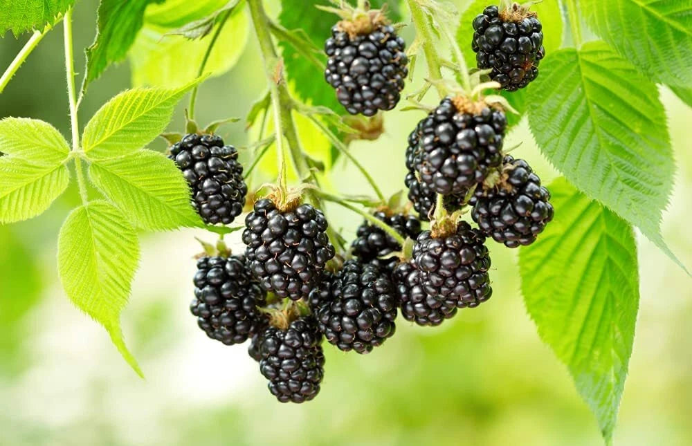 Wild Blackberry Rubus Fruticosus – Fruit Garden Seeds
