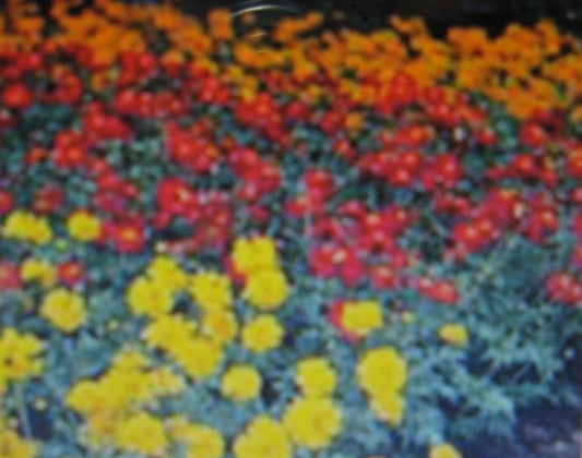 Cosmos Ladybird Mix – Semi Double Colorful Garden Flower Seeds