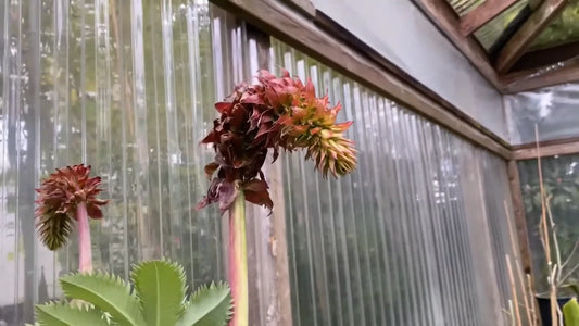 Melianthus Major – Exotic Giant Honey Bush Shrub Seeds