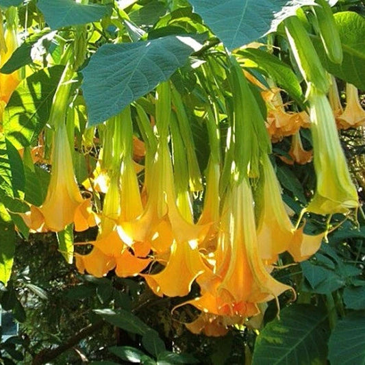 Brugmansia Pumpkin Yellow Angel Trumpet Tree Shrub Seeds