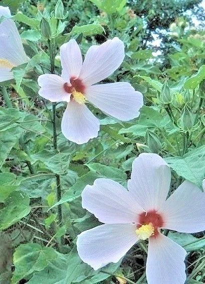 Rose Mallow Hibiscus Grandiflora – Perennial Flower Seeds